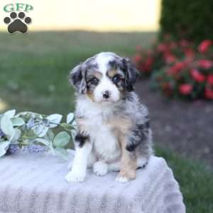 Jean, Cavapoo Puppy